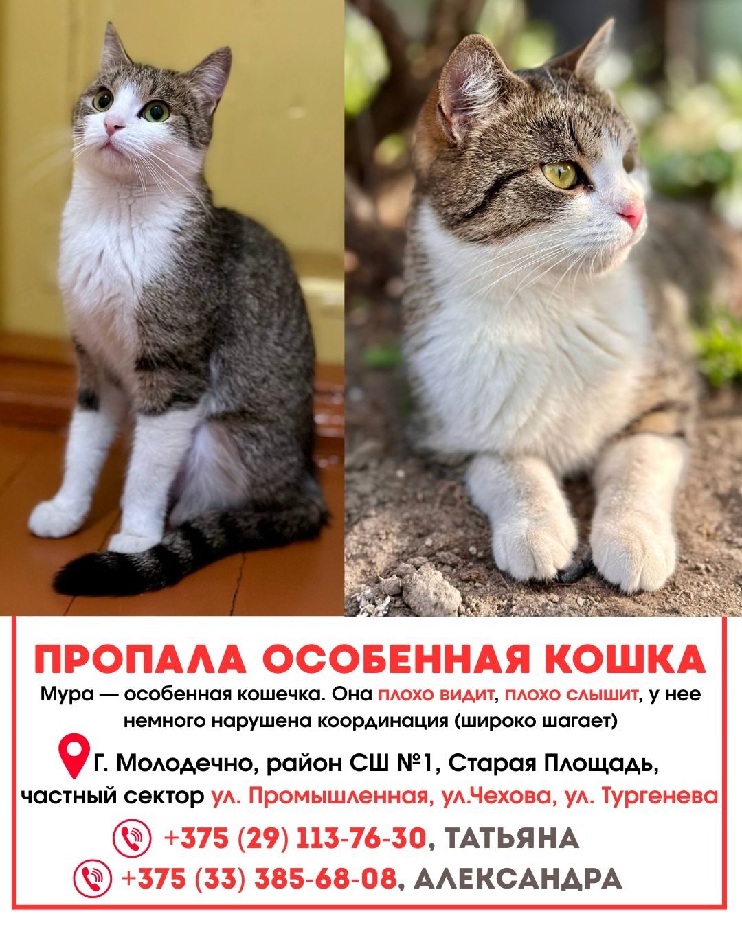 Найдена кошка в Молодечно — фото объявления