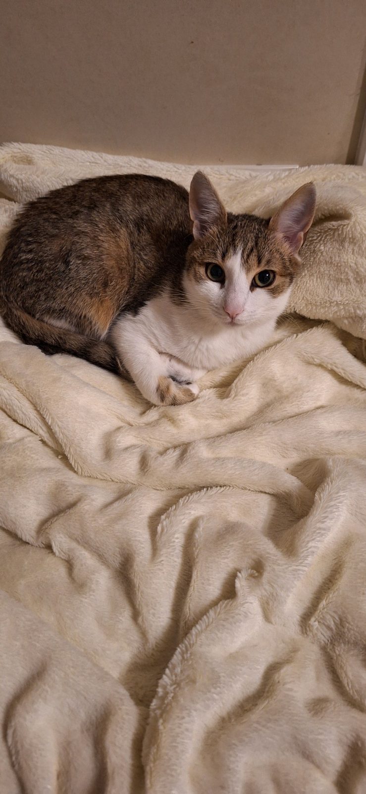 Найдена кошка в Молодечно — Ищет заботливых хозяев котик Яшка😊