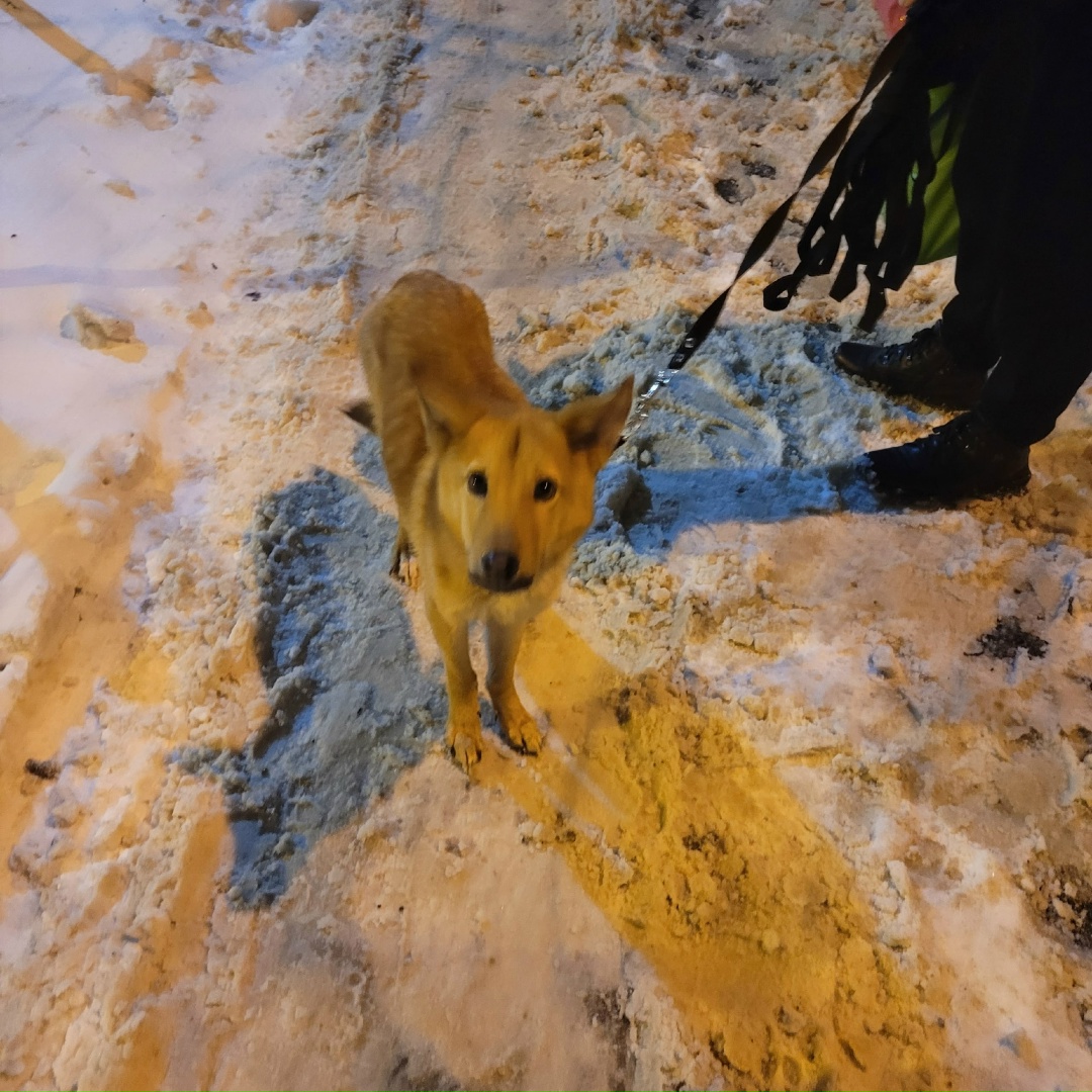 Найдена собака в Молодечно — Минск! Найден пёс 🐶