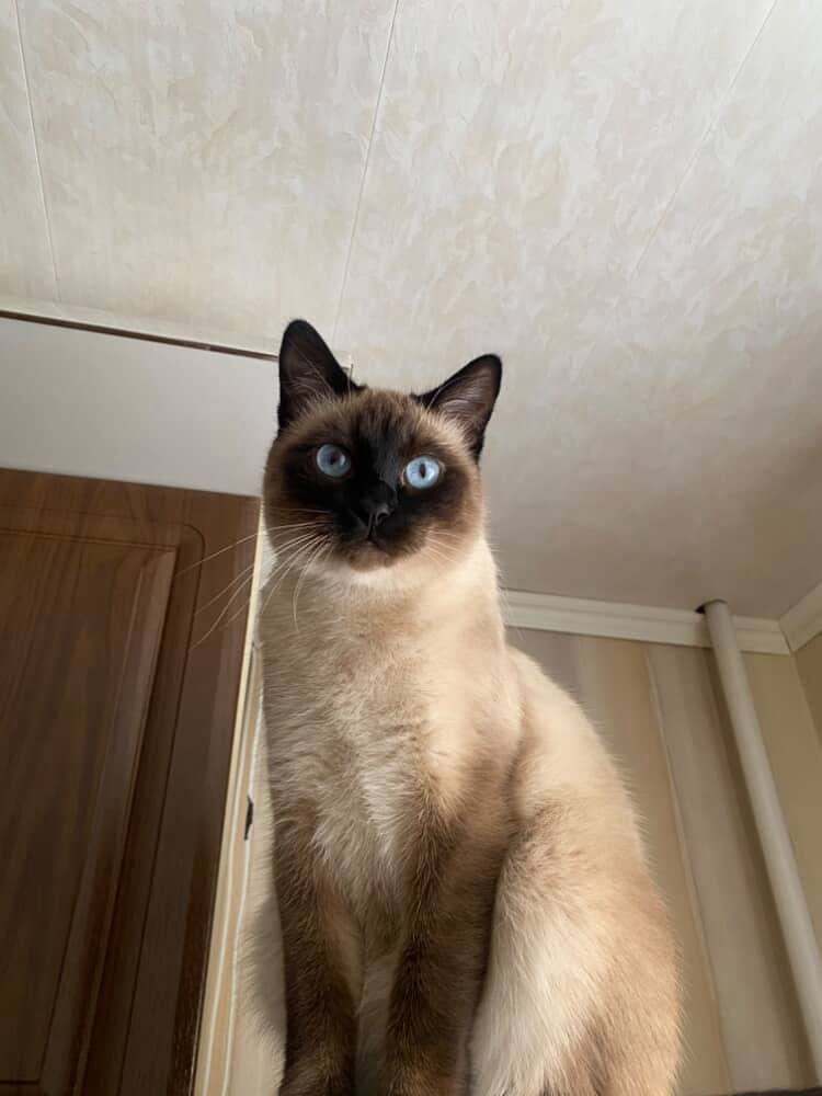 Найдена кошка в Молодечно — P.S. Нашлась, дома!