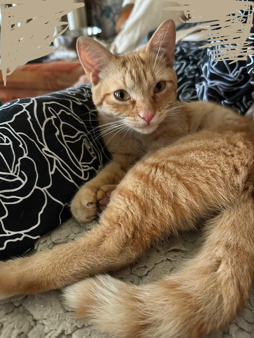 Найдена кошка в Молодечно — P.S. Котик найден! Дома! 😻