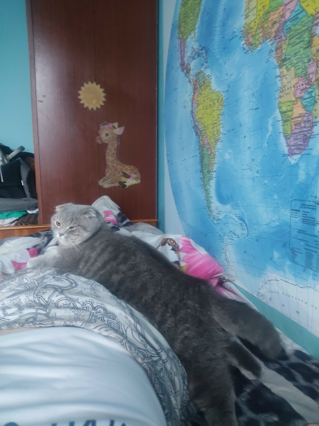 Найдена кошка в Мозыре — фото объявления