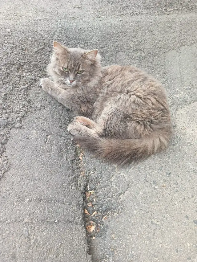 Найдена кошка в Мозыре — Добрый день ,на станции Мозырь по ул.социалестическая 83 пропала кошка,если кто то видел отпишитесь…