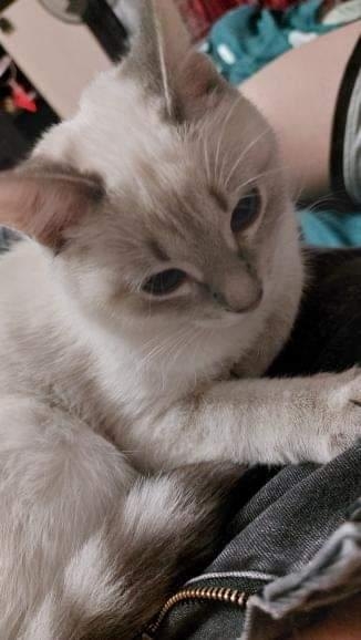 Найдена кошка в Мозыре — поздно вечерам из окна выпала кошка на ул. Котовского (где Чапаева) и убежала в неизвестном направлении…