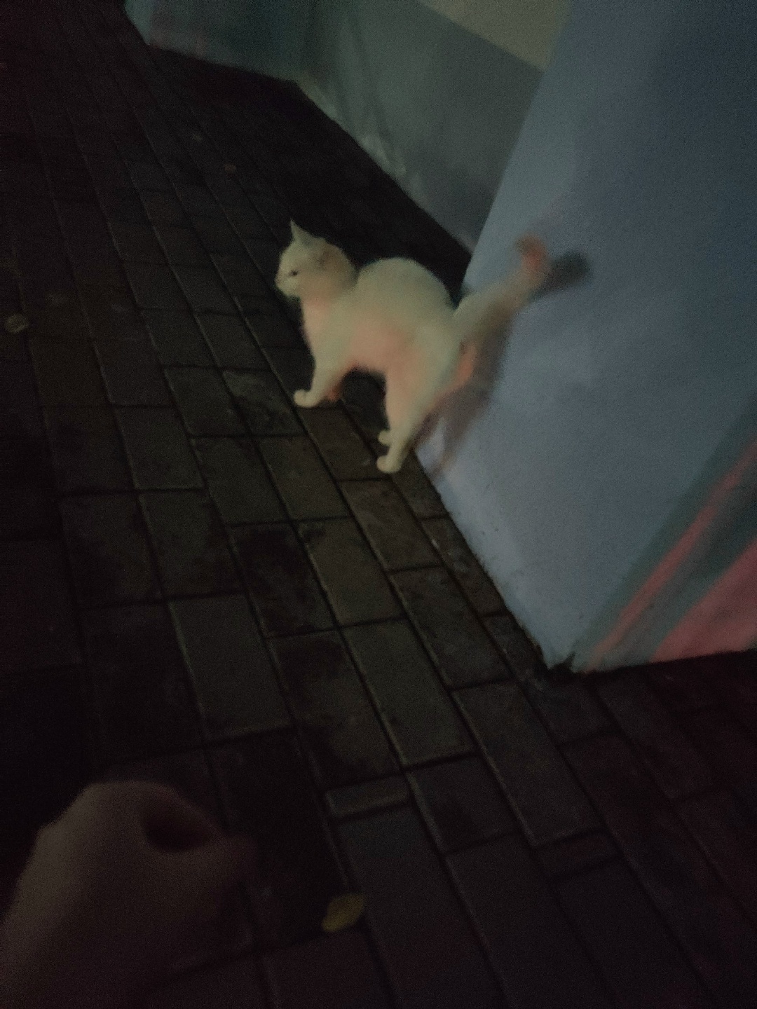 Найдена кошка в Мозыре — Писала раньше https://vk.com/wall-28812316_149613