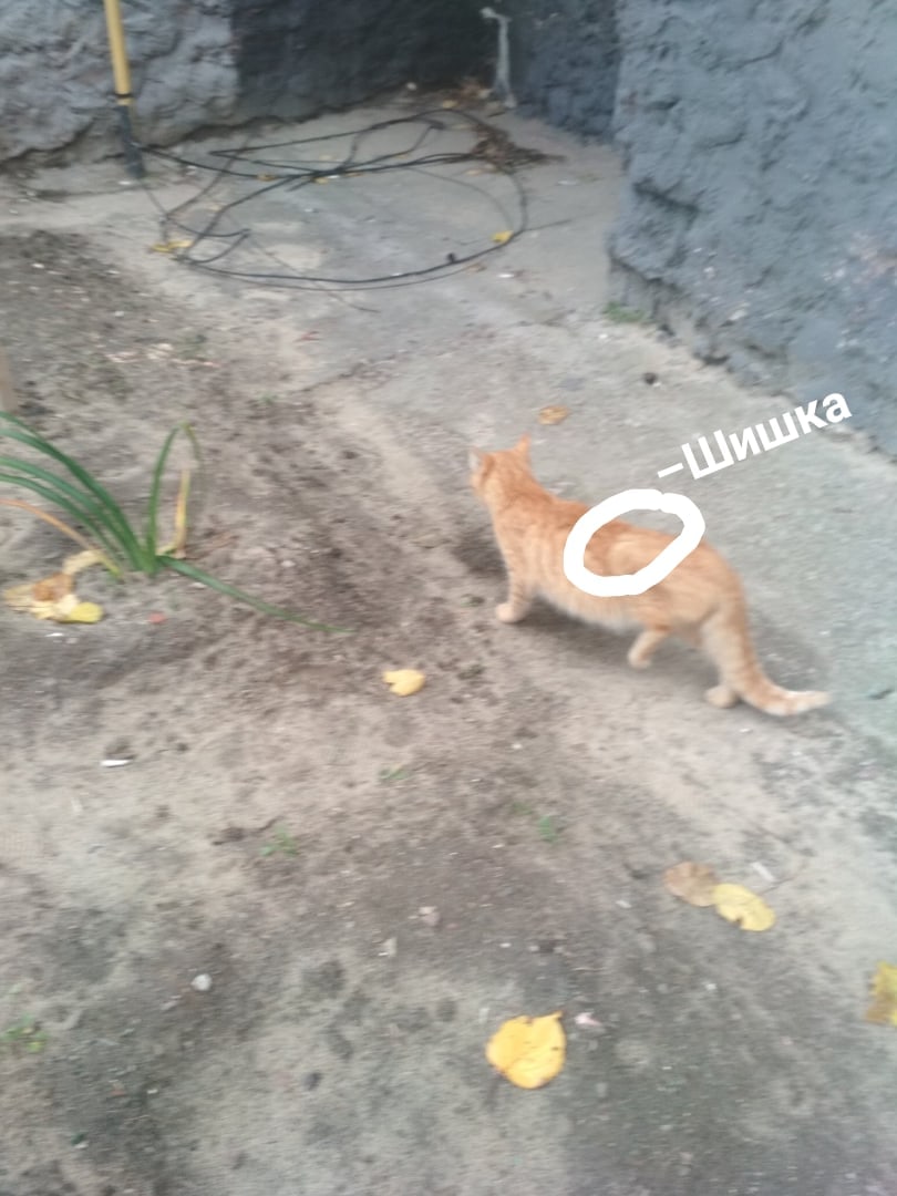 Найдена кошка в Мозыре — УМЕР в клинике (((
