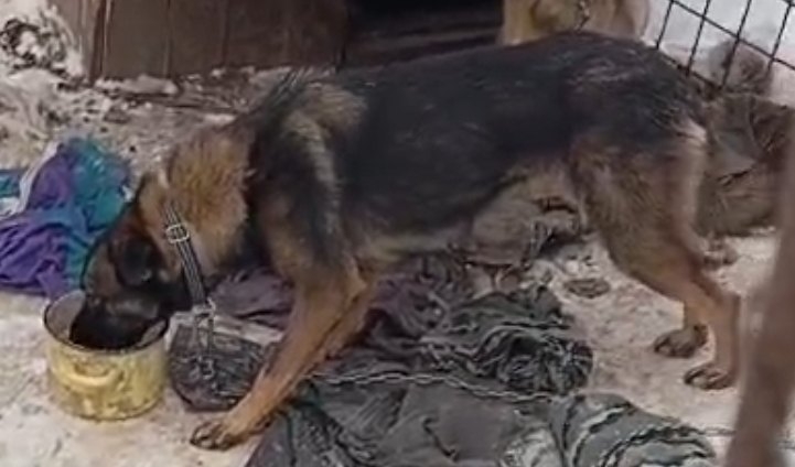 Пропала собака в Мозыре — фото объявления