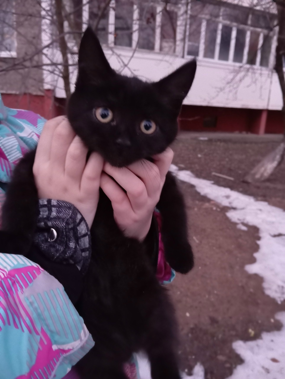 Найдена кошка в Мозыре — фото объявления