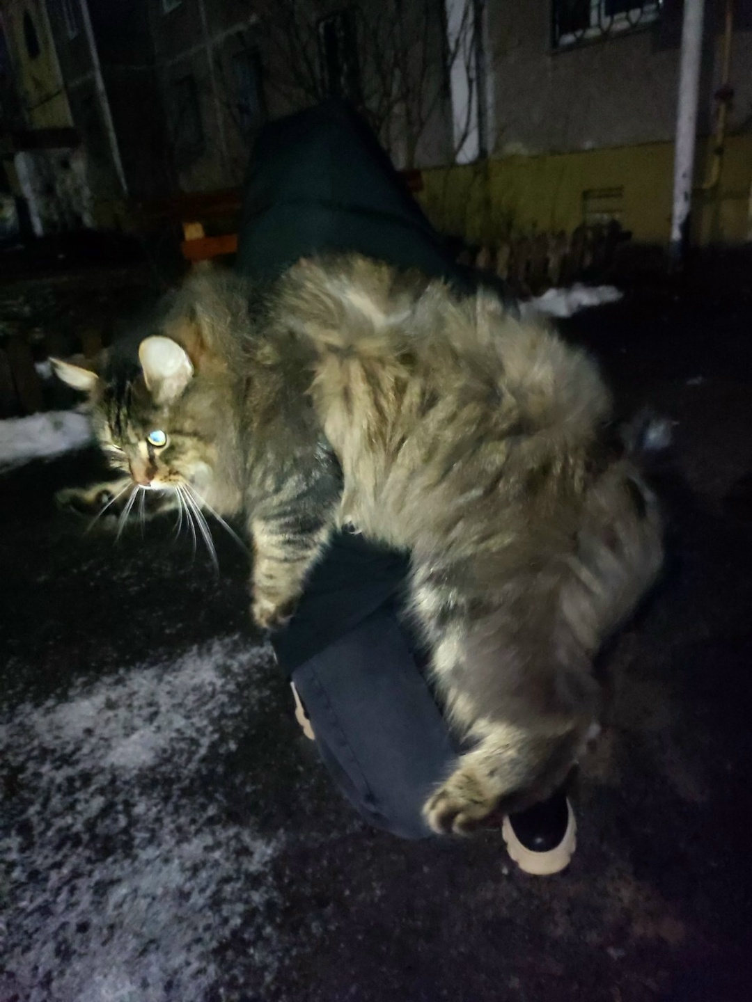 Найдена кошка в Мозыре — Вчера на ульяновской найдена шикарнейшая огромная домашняя кошка. Ищет старых или новых хозяев.