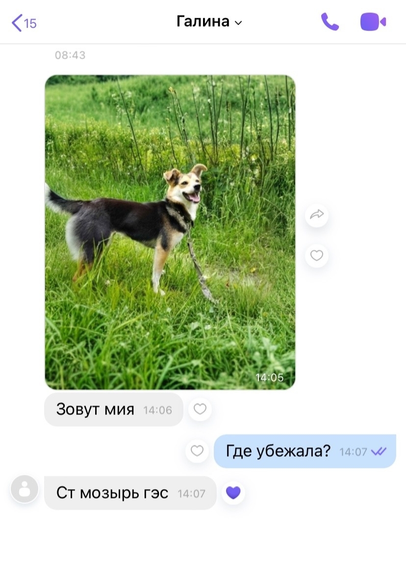 Найдена собака в Мозыре — фото объявления