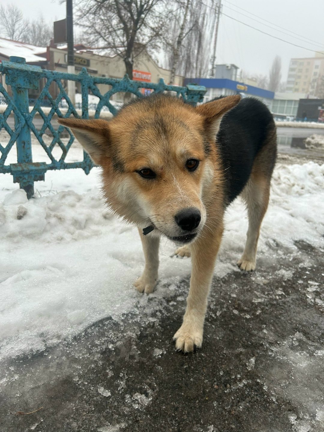 Найдена собака в Мозыре — На ул. Притыцкого, возле Бахуса бегает собака с ошейником. Может кто-то потерял?