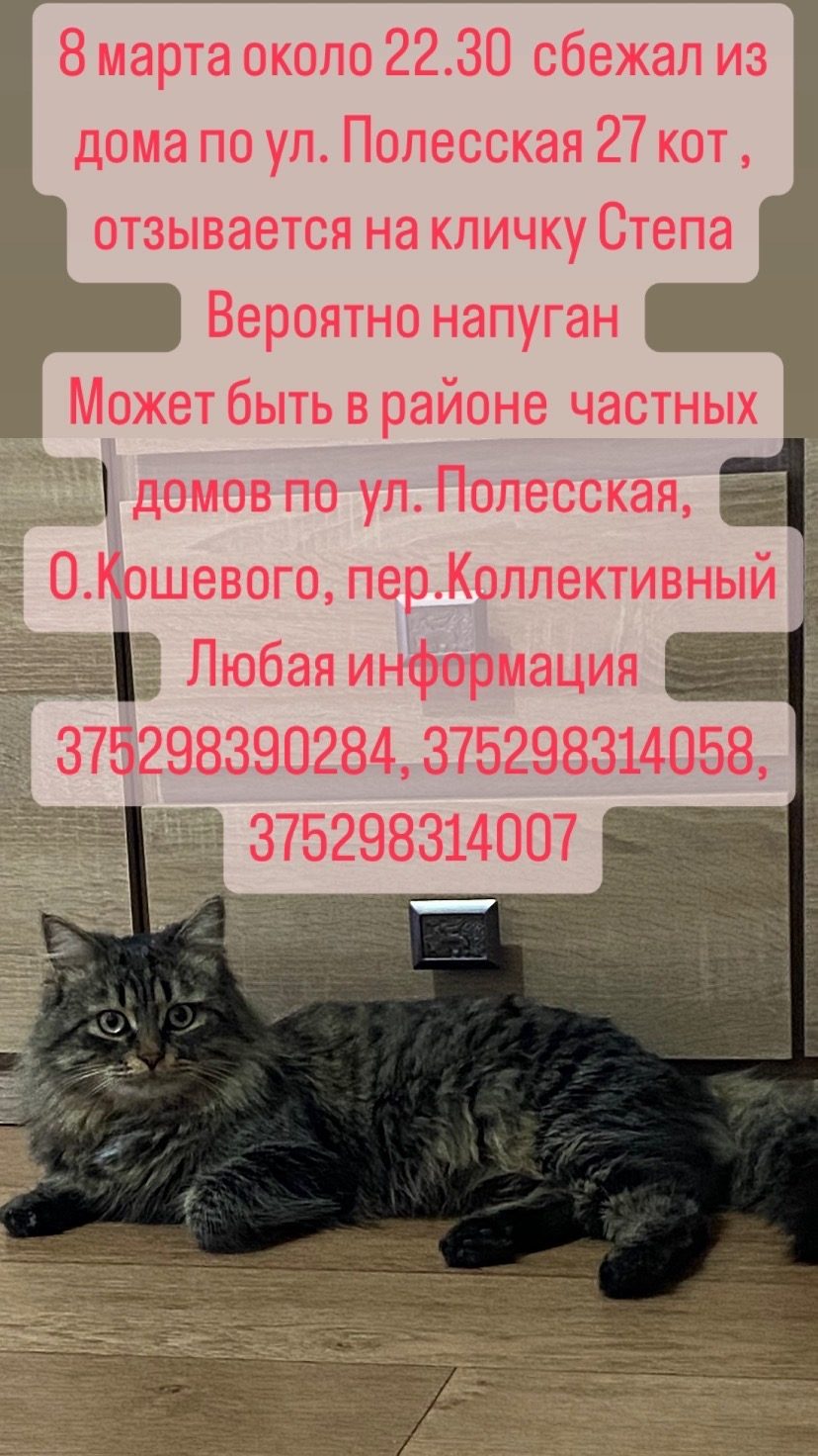 Найдена кошка в Мозыре — фото объявления