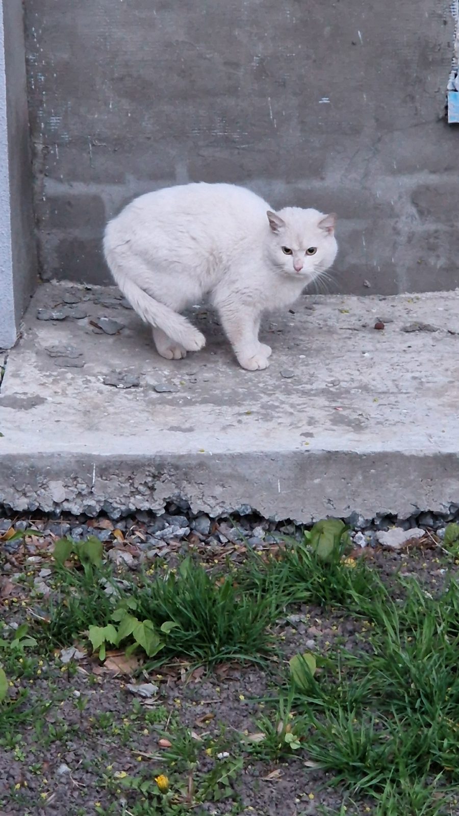 Найдена кошка в Мозыре — В районе остановки "Старое городище" по ул.Гоголя прибился белый кот ( по словам соседей 3-4 дня)…