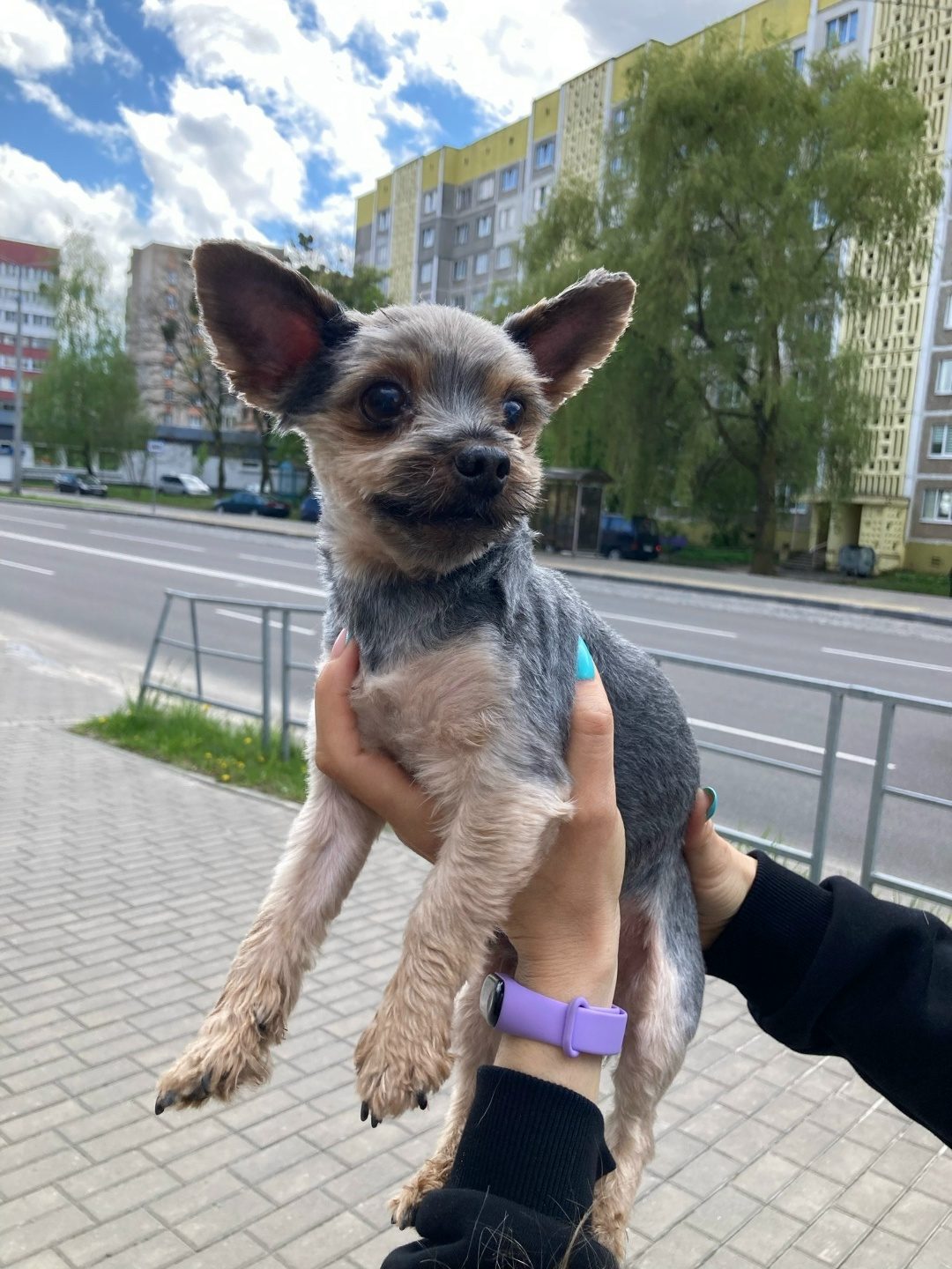 Найдена собака в Мозыре — ДОМА!!!