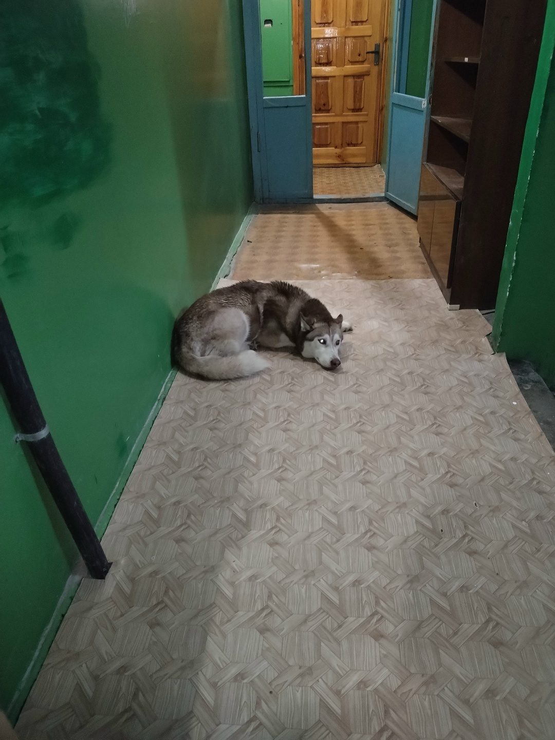 Найдена собака в Мозыре — По ул. Ульяновская, д. 7, 2 подъезд, 9 этаж. Появилась на этаже собака утром 26.04. Может кто потерял…