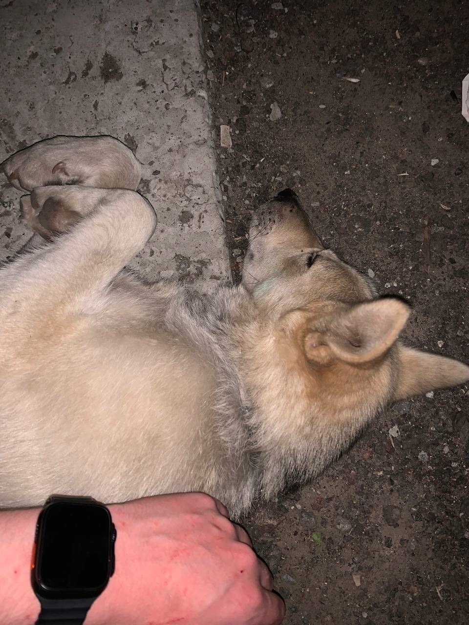 Пропала собака в Мозыре — Здравствуйте, в воскресенье приезжали на шашлыки в район Сидельник-Новиков, привязалось это чудо🫶🏼…
