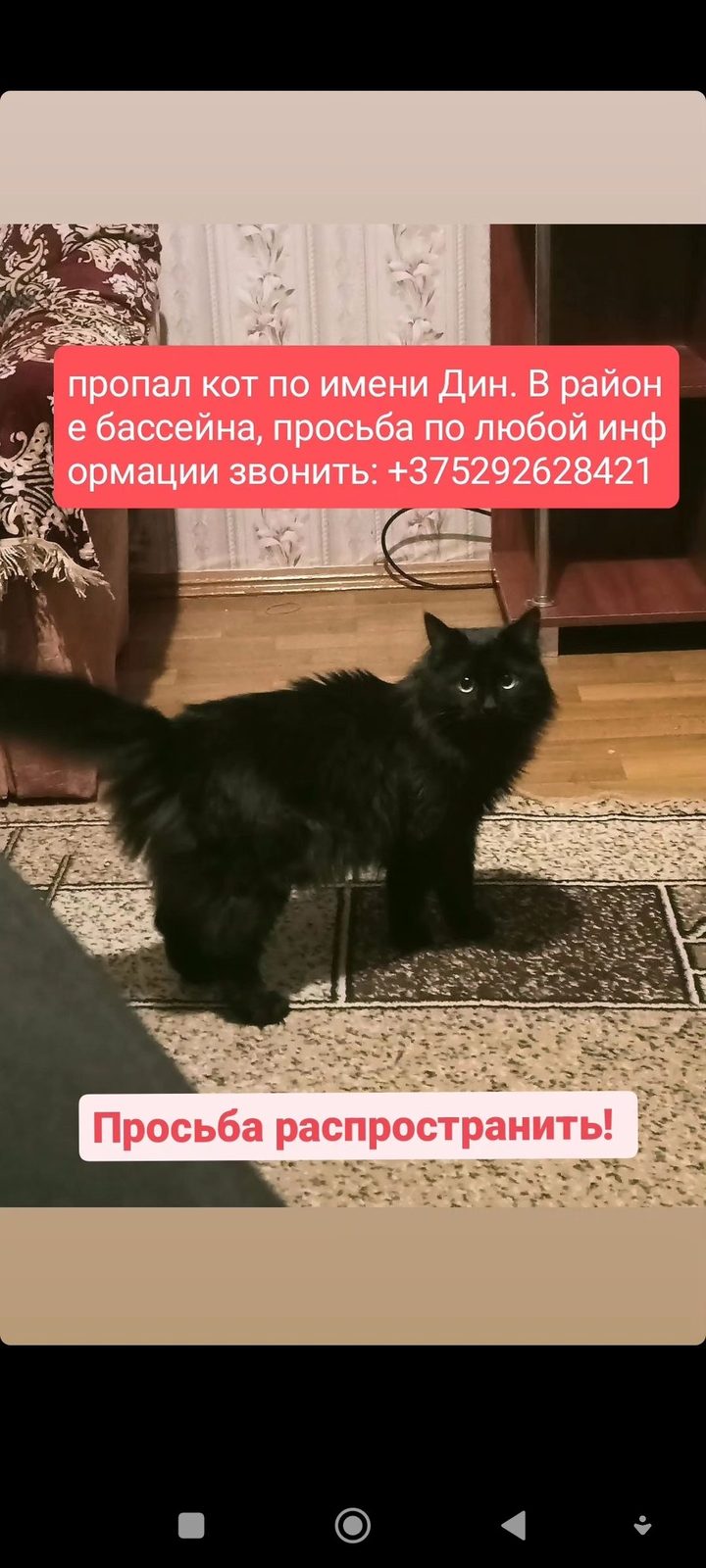 Найдена кошка в Мозыре — фото объявления