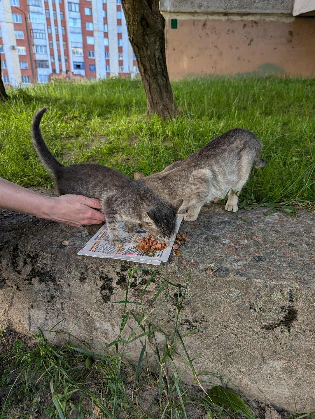 Найдена кошка в Мозыре — По адресу б.Дружбы 7 бегает кошечка с котёнком, может кто то сможет забрать их к себе или найти им дом.