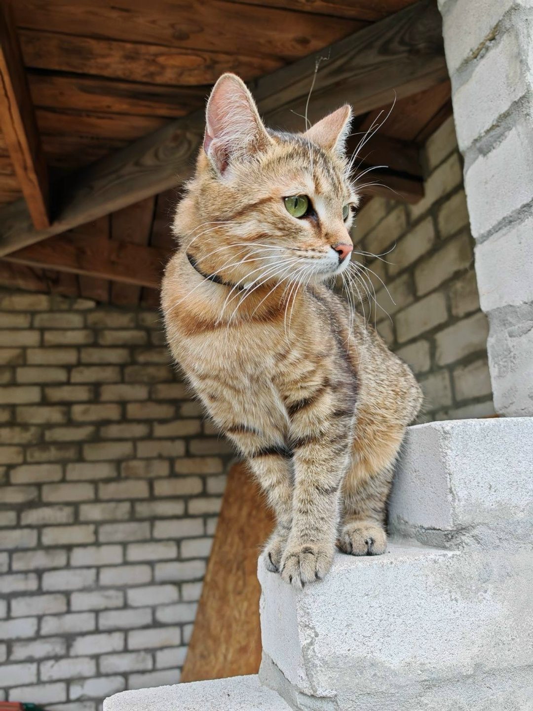 Найдена кошка в Мозыре — фото объявления