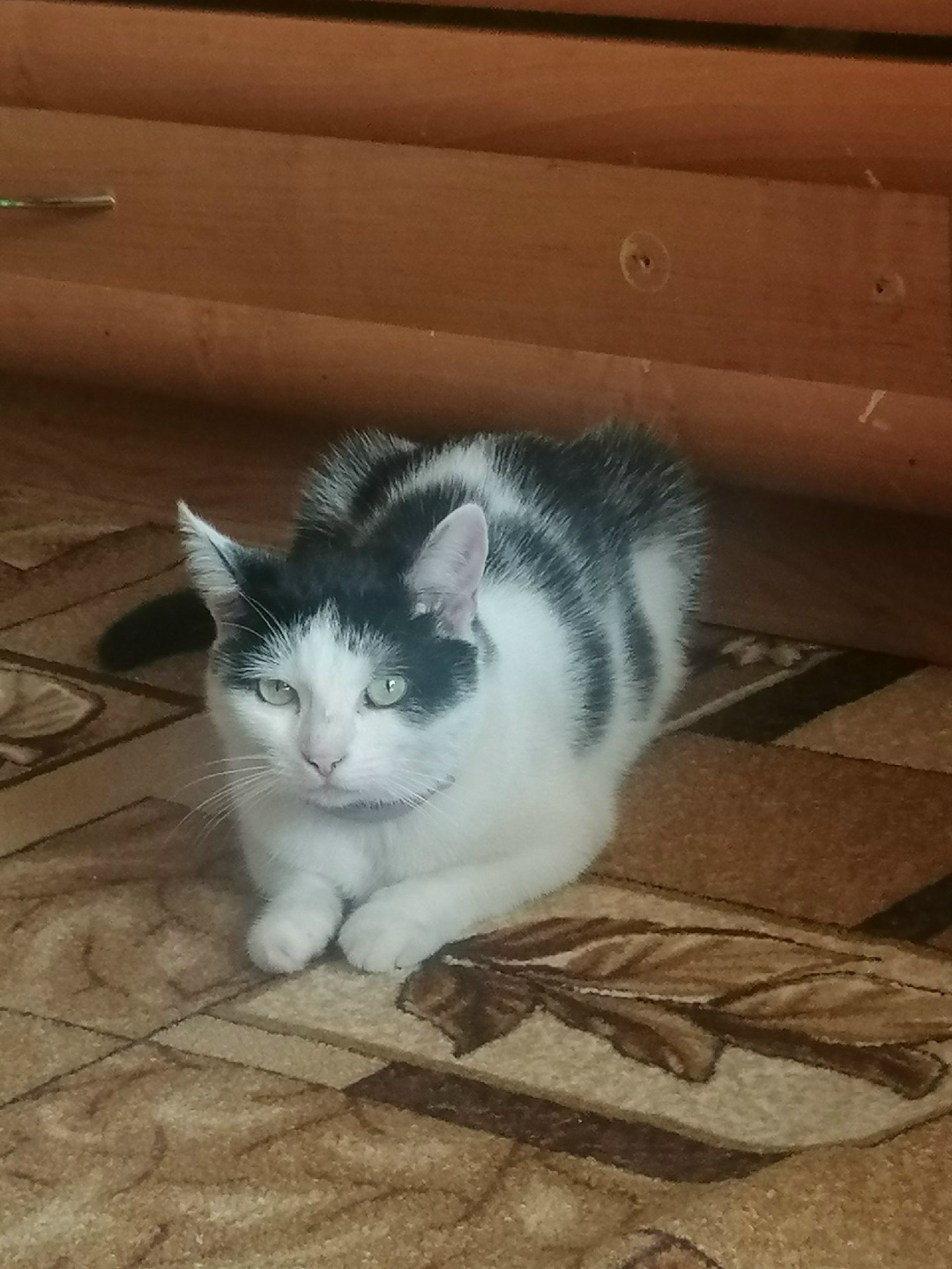 Пропала кошка в Мозыре — фото объявления