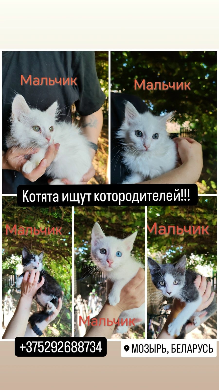 Найдена кошка в Мозыре — Прекрасные малыши ищут котородителей. Были найдены в подвале дома, маму кошку забрали на стерилизацию…