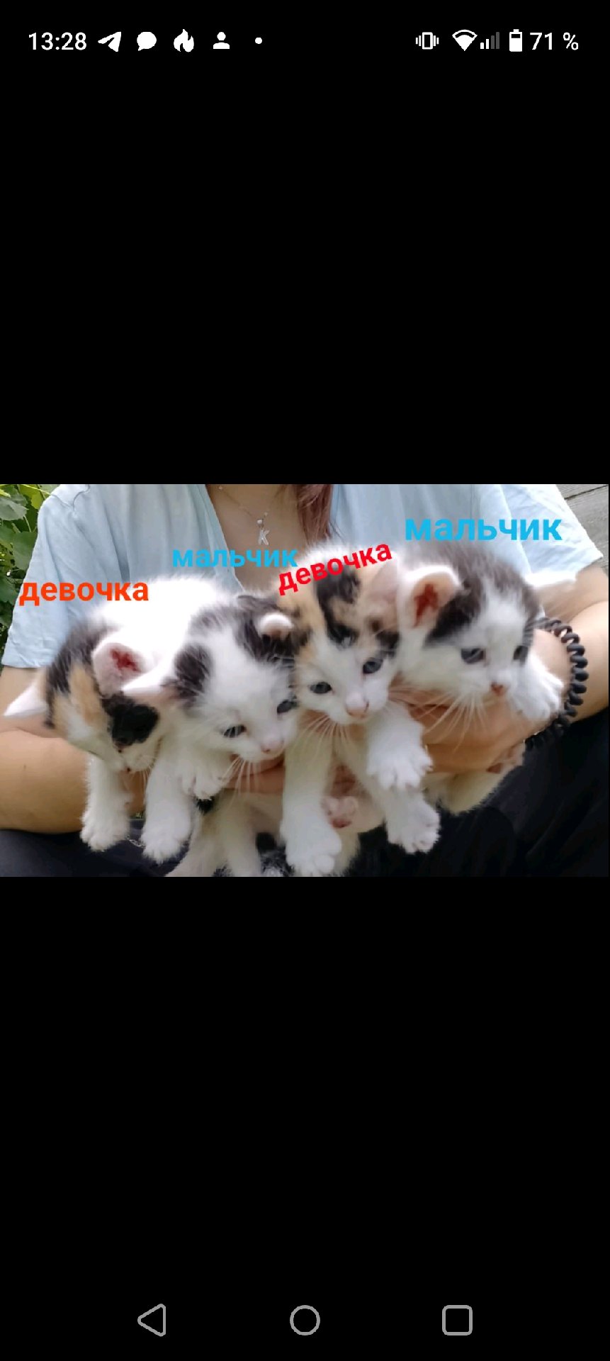 Найдена кошка в Мозыре — Прибилась кошка и родила котят. Котятам по месяцу, уже пытаются сами кушать, ручные, от блох и глистов…