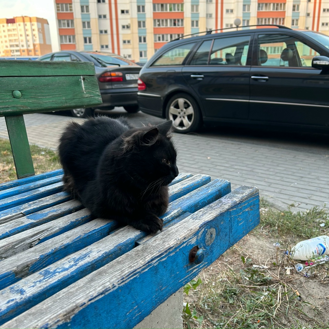 Пропала кошка в Мозыре — Вот такой котик второй день сидит на одном месте около дома Б. Юности 161. Спал тут же. Похож на…