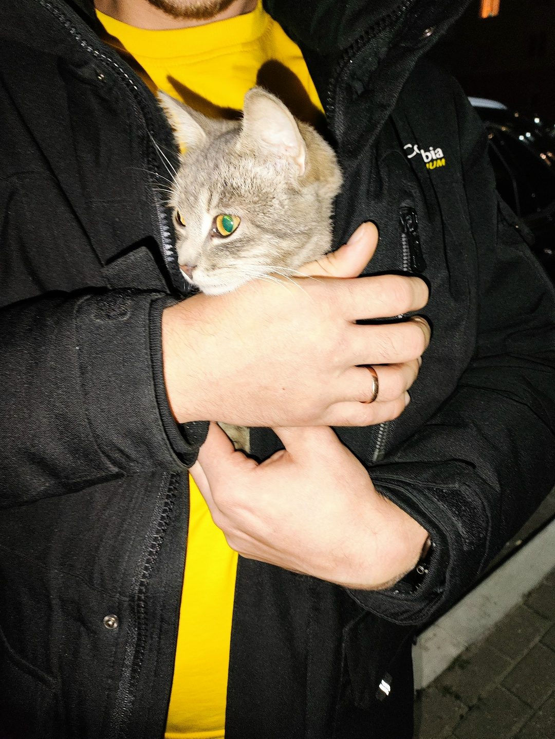 Найдена кошка в Мозыре — на бульваре Юности 46 нашли котенка милого,доброго,нежного мальчика 6-8 месяцев на вид.