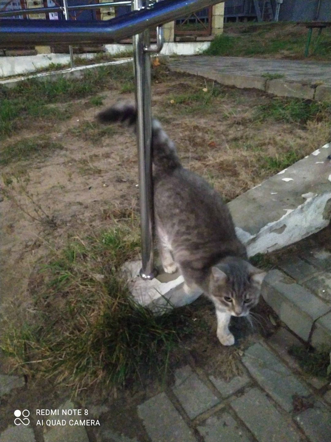 Найдена кошка в Мозыре — Здравствуйте,около Мартина бегает котик мальчик ,очень ласковый чистый ,скорее всего выкинули ,может…