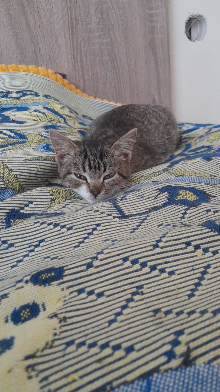 Найдена кошка в Мозыре — В д.Слобода прибилась кошечка (совсем котенок), взяли на передержку. Может кто-то давно искал себе…