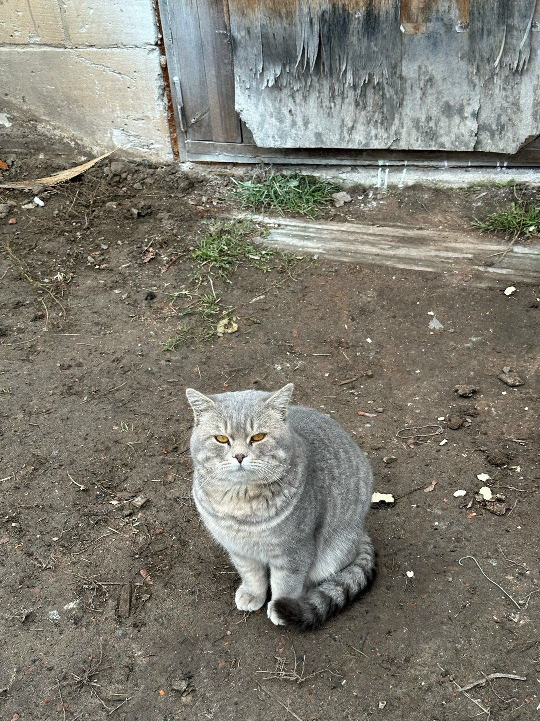 Найдена кошка в Мозыре — Прибился котик, очень ухоженный, думали что просто в гости заходит, не отказывался перекусить, но…
