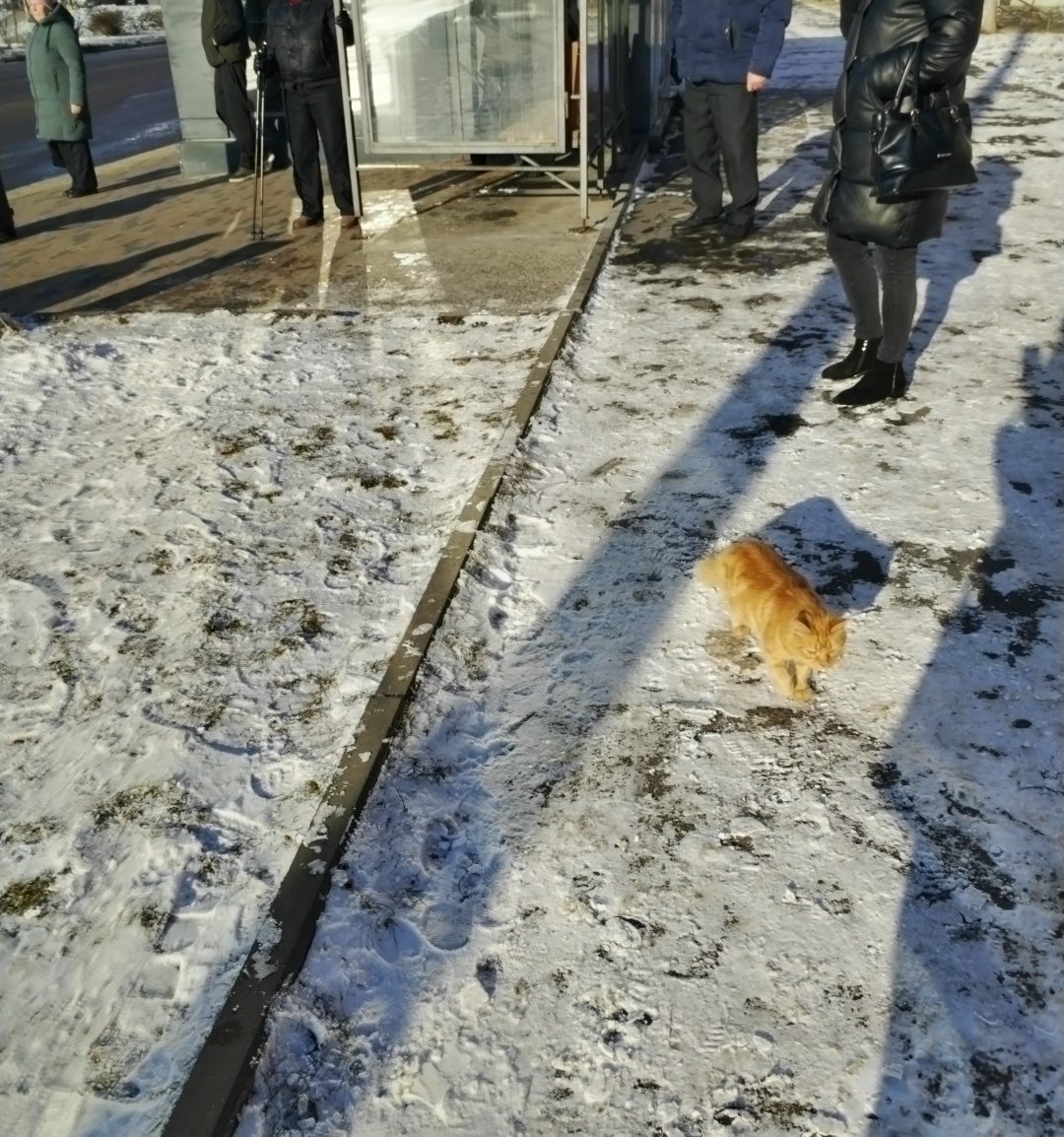 Пропала кошка в Мозыре — Добрый день, Всем! Сегодня возле остановки "школа номер 13" (возле магазина Евроопт), по улице б-р…