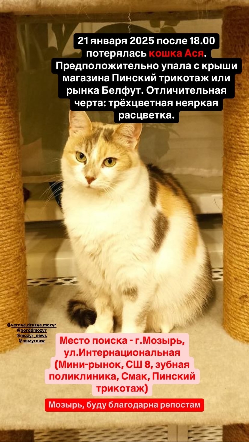 Пропала кошка в Мозыре — В районе остановки СШ 8- Магазин Пинский трикотаж- Мини рынок Белфут потерялась кошка.