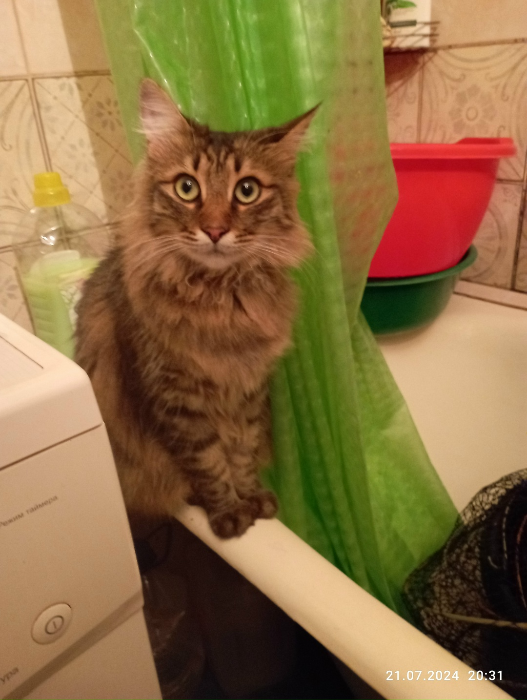 Пропала кошка в Мозыре — Здравствуйте, вечером во вторник 15 .04.25 в 21:00,пропал наш домашний котик. Зовут Барсик ,ему 3 года…