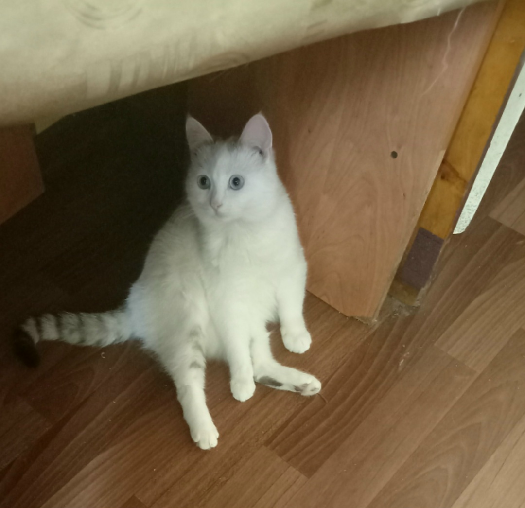 Пропала кошка в Мозыре — Здравствуйте, пропал котик на Пхове, предположительно выпал с балкона, нежный, ласковый. Если кто…