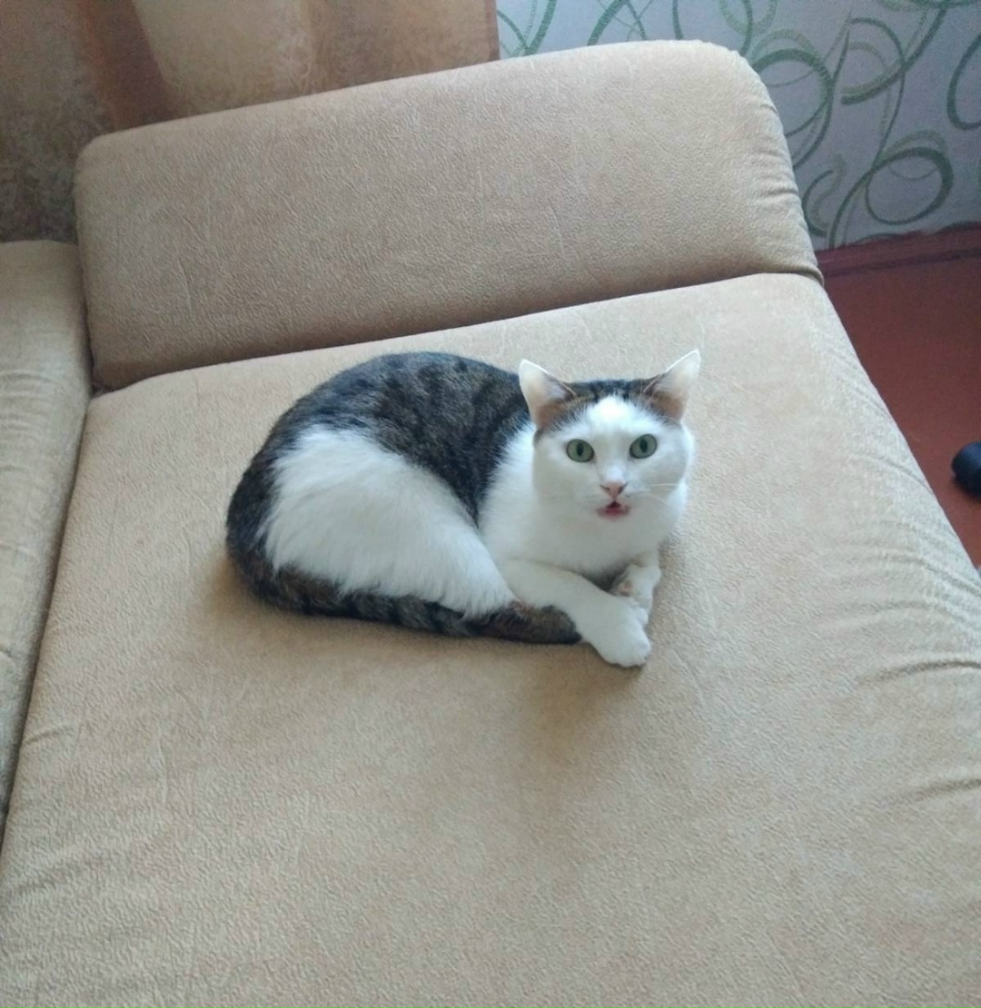 Найдена кошка в Мозыре — фото объявления