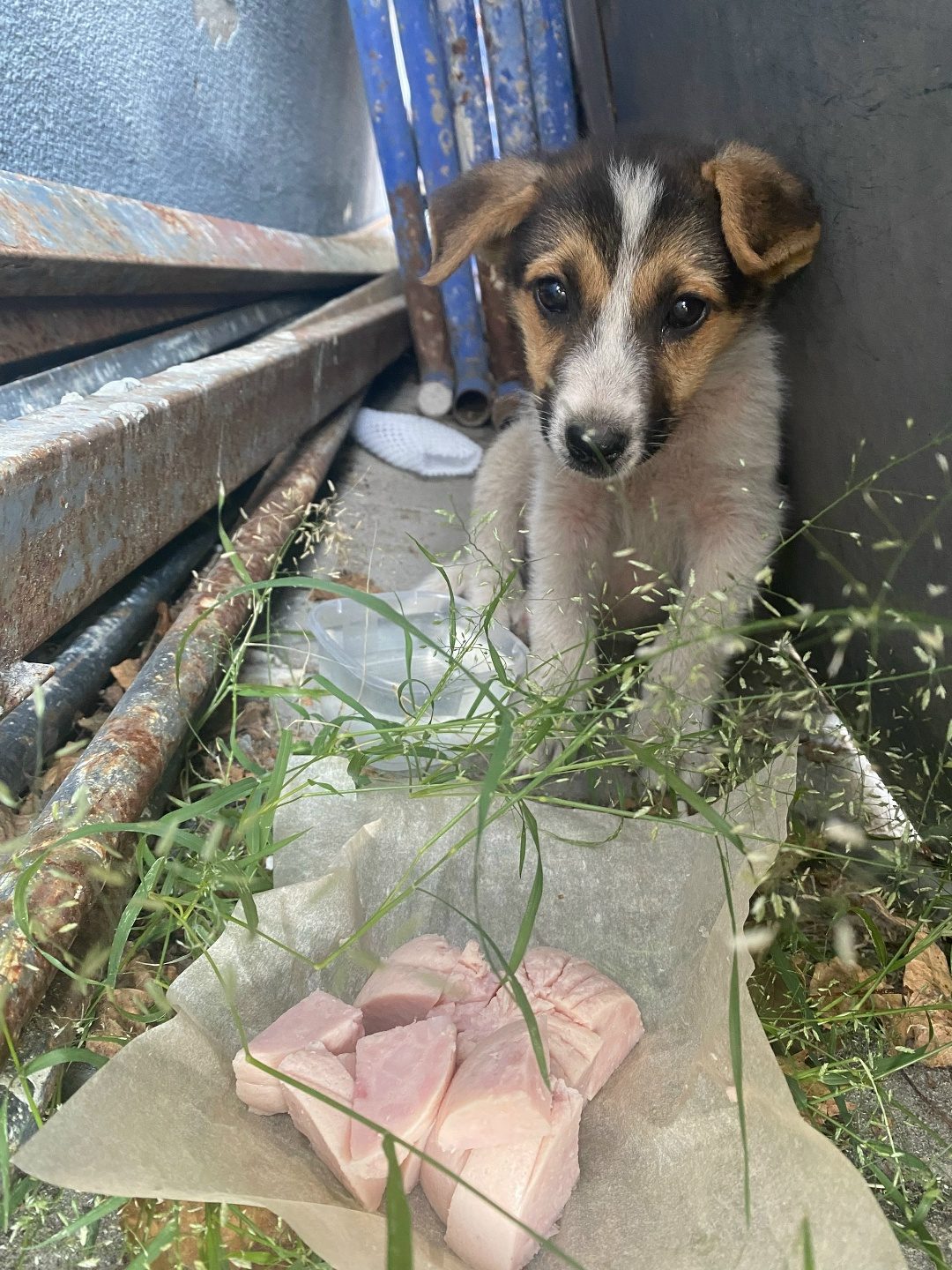 Найдена собака в Мозыре — Здравствуйте! Прибился маленький щенок 🐶
