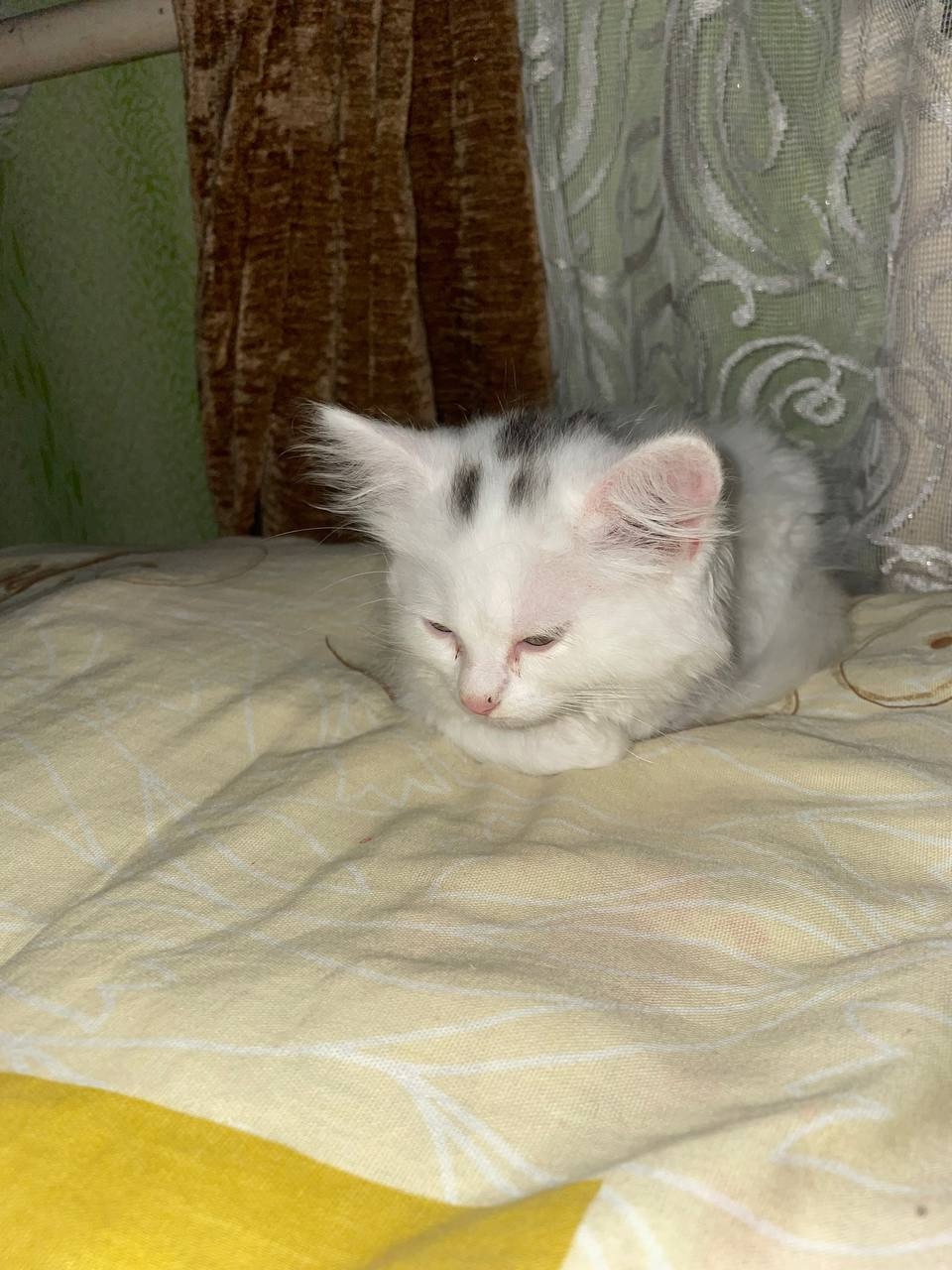 Пропала кошка в Мозыре — Доброго времени суток. Пропала кошечка на улице Саета. Уже неделю не приходит домой. Часто гладят…