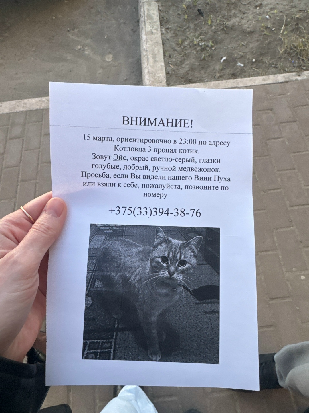 Пропала кошка в Мозыре — фото объявления