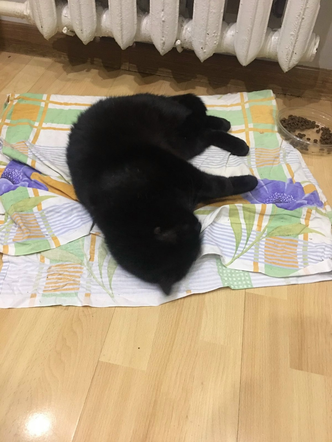 Найдена кошка в Слуцке — Котик находится на передержке, пока большие морозы.Может кто-то узнает своего питомца,был подобран на…