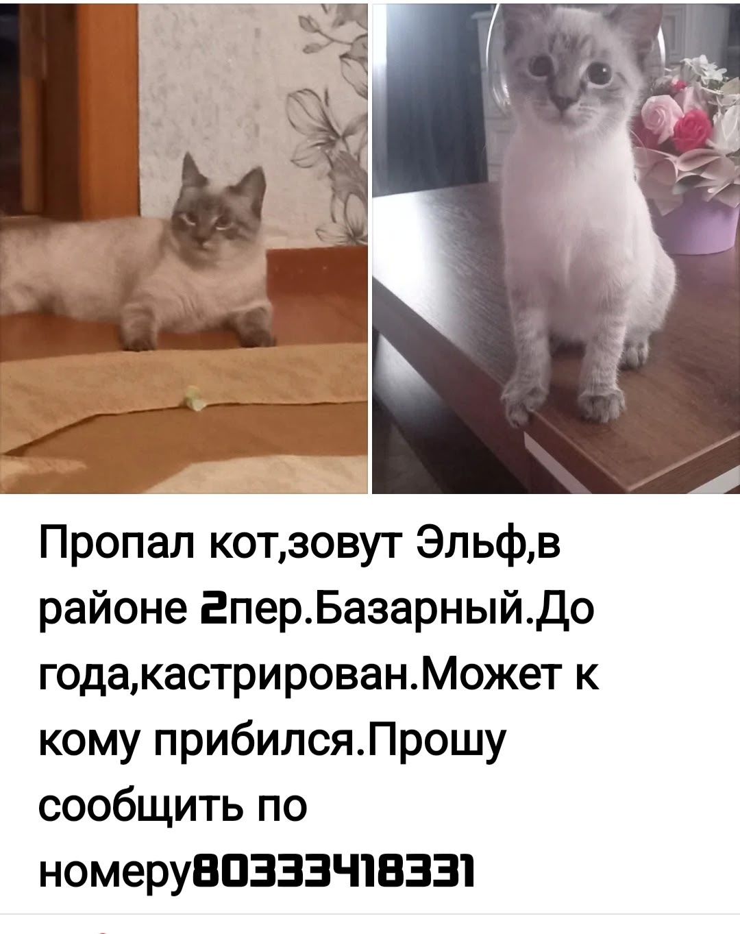 Найдена кошка в Слуцке — фото объявления