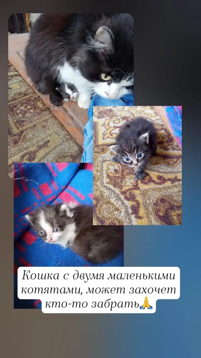 Найдена кошка в Дзержинске — Здравствуйте. Прибилась кошечка с котятами. Сначала принесла двоих, потом еще одного. Возможно…
