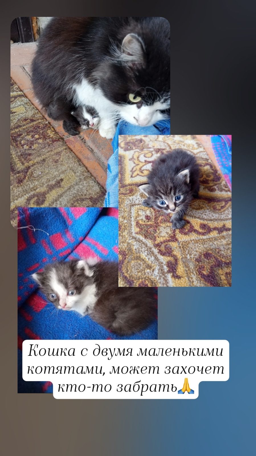 Найдена кошка в Дзержинске — Здравствуйте. Прибилась кошечка с котятами. Сначала принесла двоих, потом еще одного. Возможно…