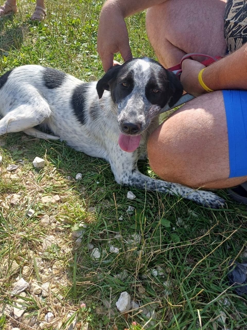 Найдена собака в Дзержинске — Шери снова ищет дом 🫣🐶