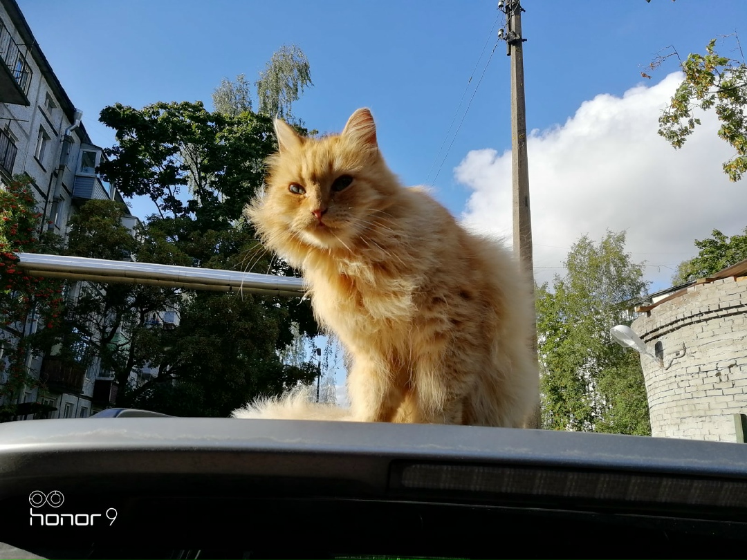 Найдена кошка в Горках — Чей котейка в дружной горки. Аккуратный, чистый. Видно, что домашний. Мёрзнет на улице