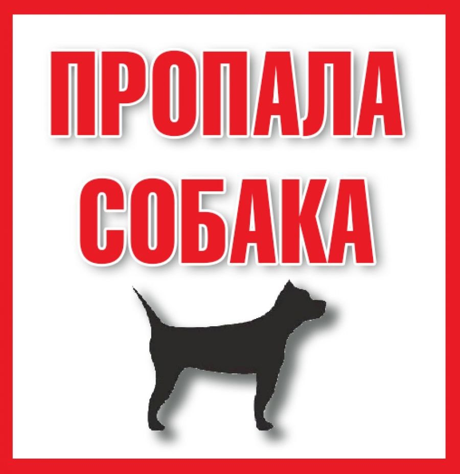 Пропала собака в Волковыске — Курган.