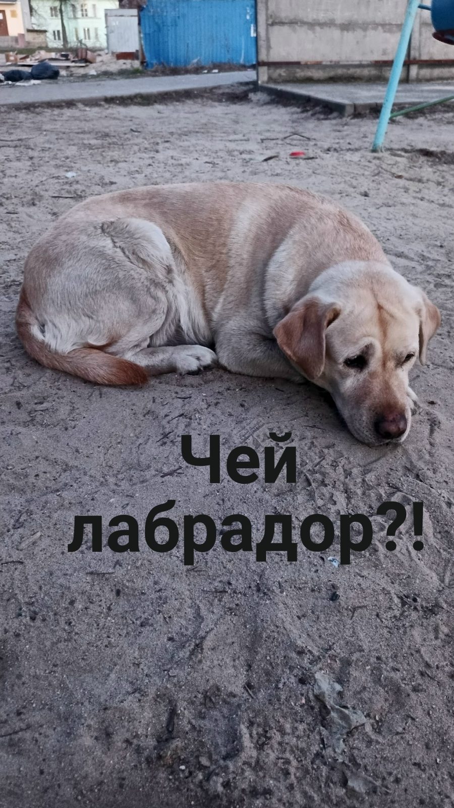 Найдена собака в Волковыске — Брянск.