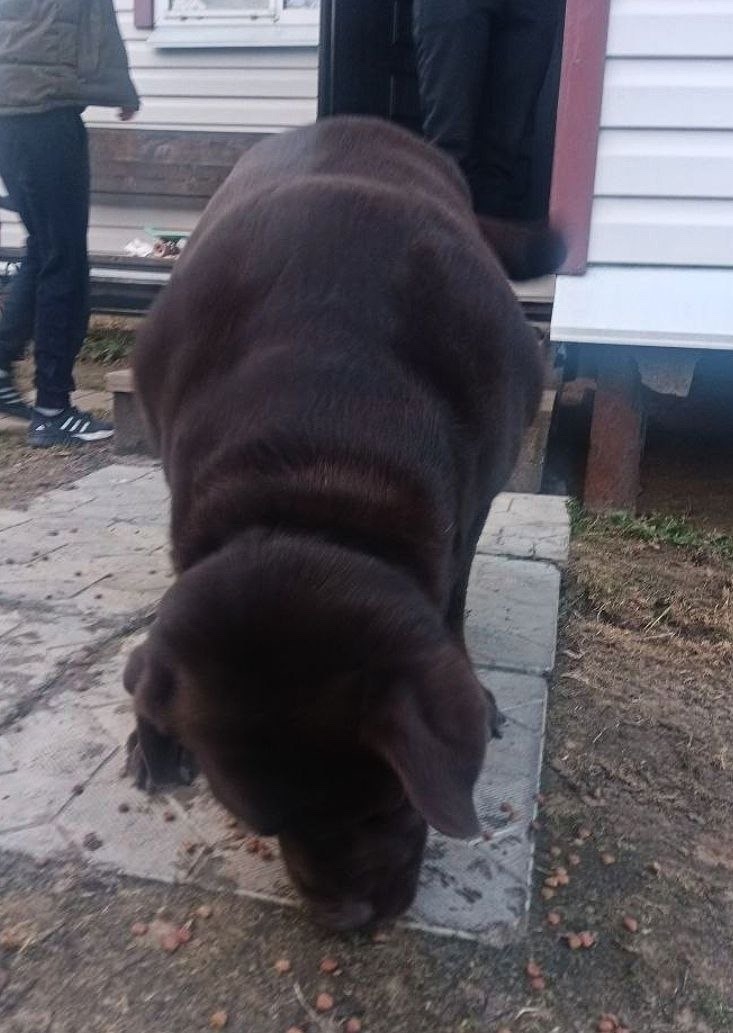 Найдена собака в Волковыске — Замечена собака, кобель, лабрадор!