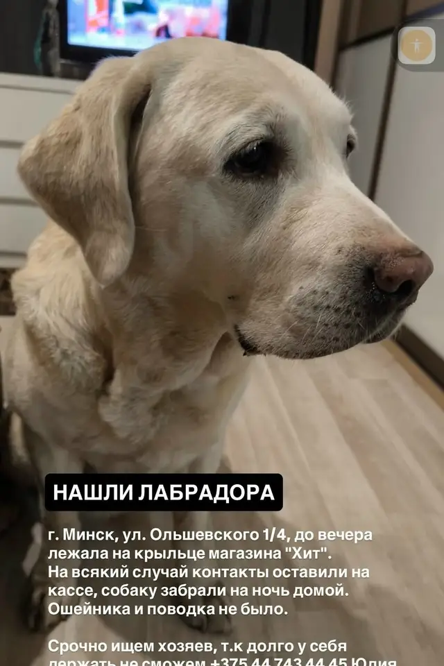 Найдена собака в Волковыске — Минск. Ольшевского. Найдена собака.