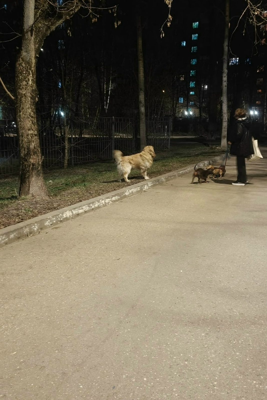 Найдена собака в Волковыске — Королев.